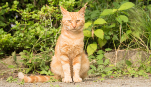 ちゅ～るする猫ってかわいいですよね。