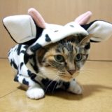 牛のきぐるみを纏う猫